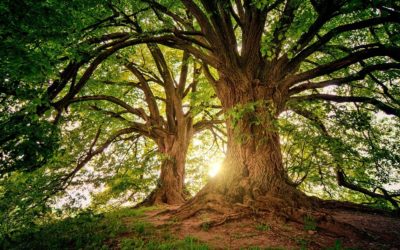 Lancement d’un concours de nouvelles utopiques : « l’arbre au futur »